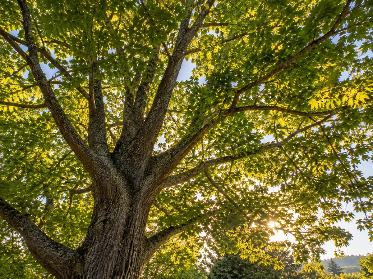 Sunlight filtering through a mature tree canopy.