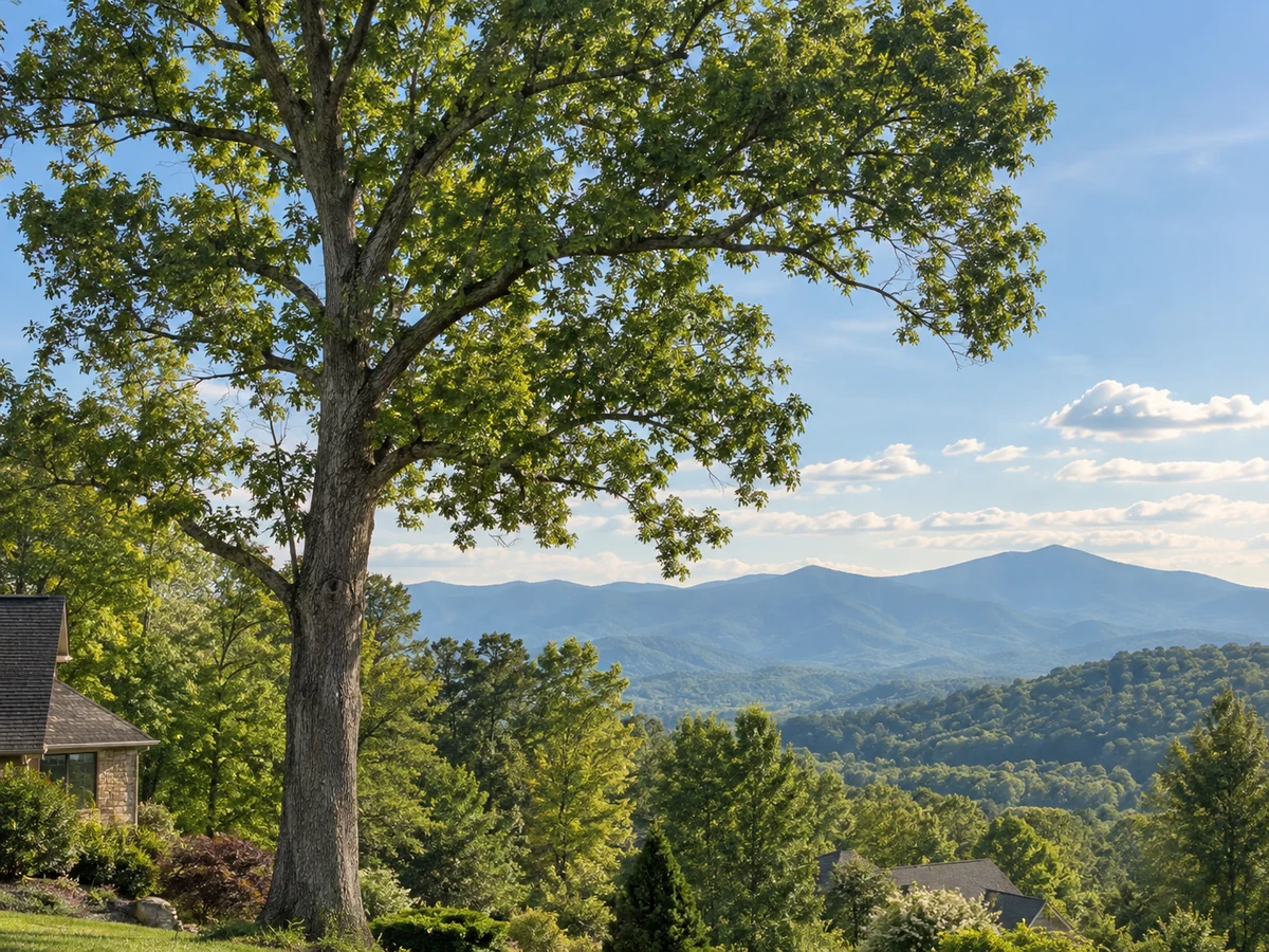 A mature tree overlooking the Blue Ridge landscape.